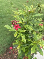 Jatropha integerrima