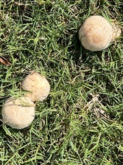 Coprinopsis variegata