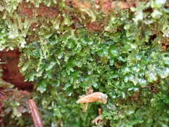 Riccardia