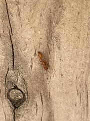 Pseudomyrmex apache