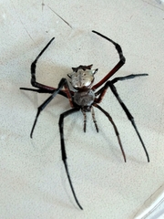 Argiope submaronica