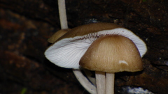 Pluteus longistriatus