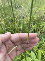 Bothriochloa