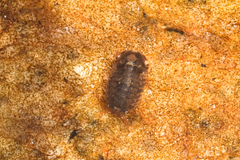 Gnorimosphaeroma oregonense