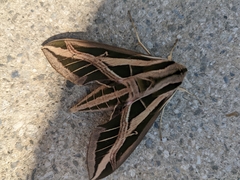 Eumorpha fasciatus