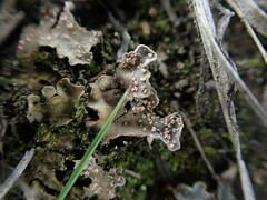 Illosporium carneum
