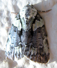 Bleninina