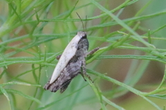 Tettigidea lateralis