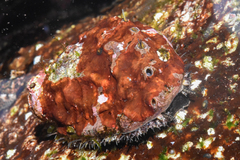 Haliotis kamtschatkana