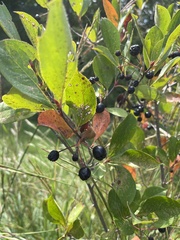 Aronia