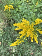 Solidago altissima