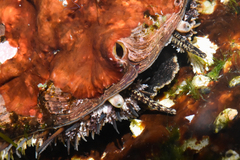 Haliotis kamtschatkana