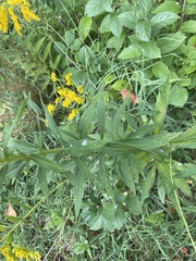 Solidago altissima