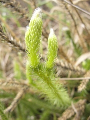 Lycopodium clavatum