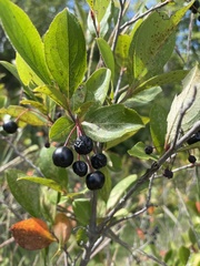 Aronia