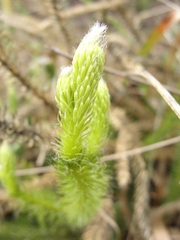 Lycopodium clavatum