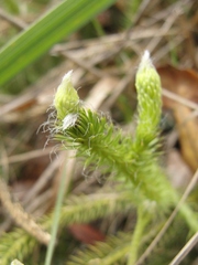 Lycopodium clavatum