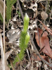Lycopodium clavatum