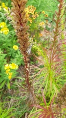 Melanoplus fasciatus