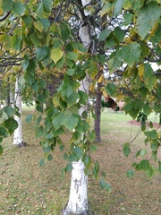 Betula pubescens