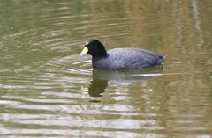 Fulica ardesiaca