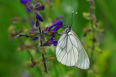 Aporia crataegi