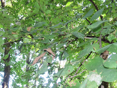 Pantographa limata