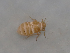 Criomorphus albomarginatus