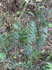 Diplazium dilatatum