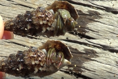 Clibanarius erythropus