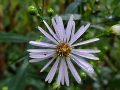 Symphyotrichum prenanthoides