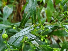 Symphyotrichum prenanthoides