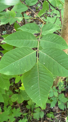 Toxicodendron vernix