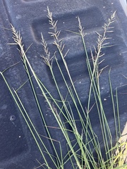 Sporobolus cryptandrus