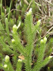 Lycopodium clavatum