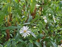Symphyotrichum prenanthoides