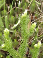 Lycopodium clavatum