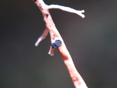 Opegrapha sphaerophoricola