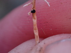 Opegrapha sphaerophoricola