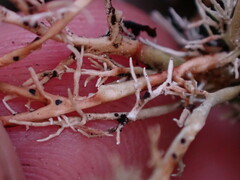 Opegrapha sphaerophoricola