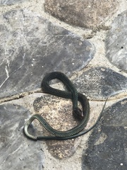 Drymobius margaritiferus