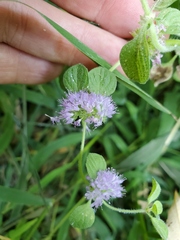 Mentha arvensis