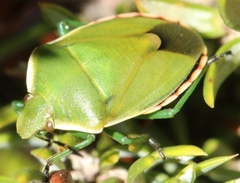 Chlorochroa juniperina
