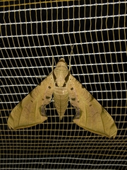 Protambulyx strigilis