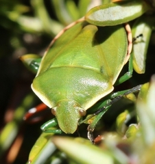 Chlorochroa juniperina