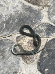 Drymobius margaritiferus