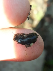 Tandonia budapestensis