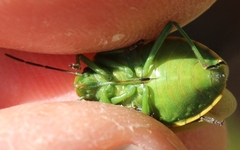 Chlorochroa juniperina