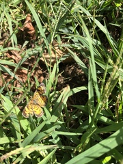 Phyciodes tharos