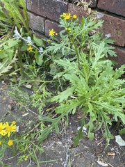 Senecio squalidus